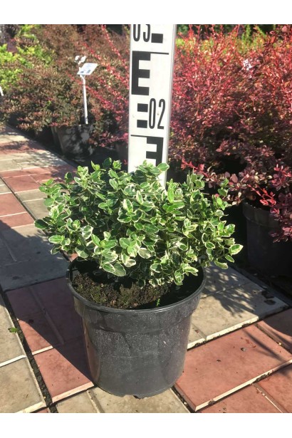 Бруслина Емеральд Гаєті - 3л/вис.15-20см/Ø15-20см